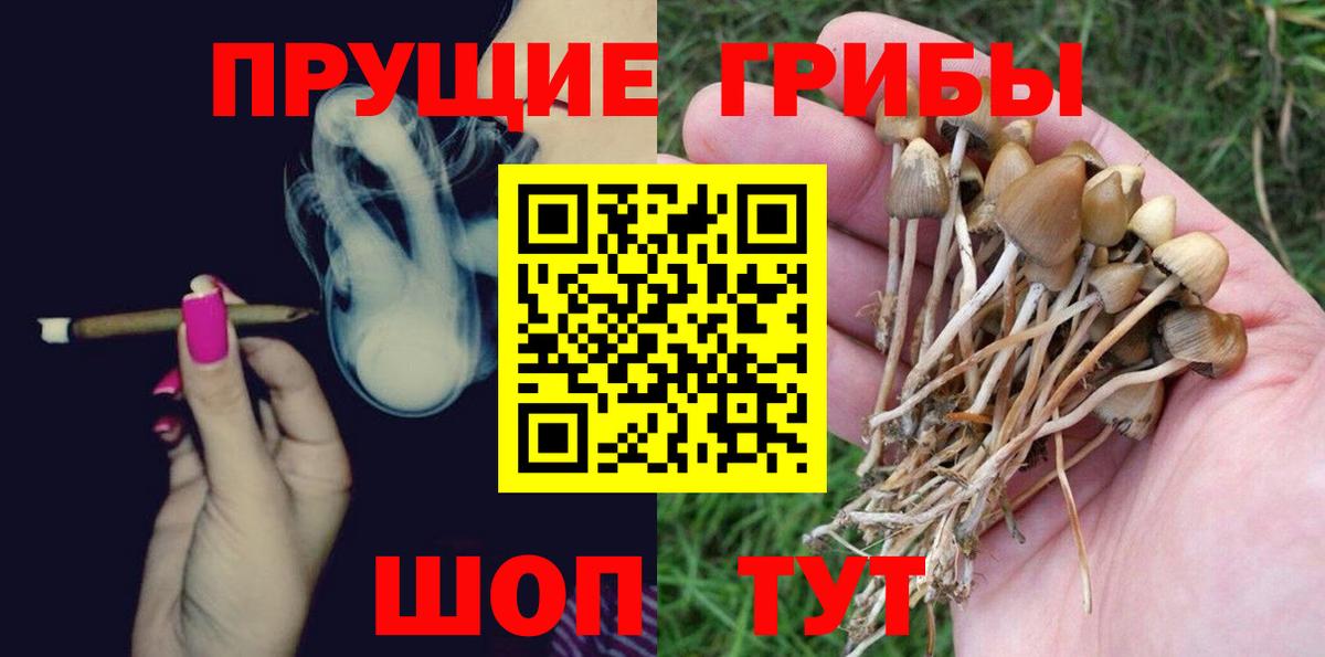 Псилоцибиновые грибы Psilocybe Хасавюрт